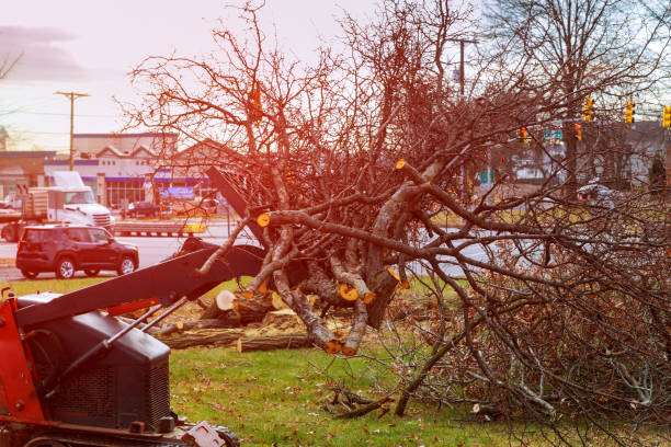 How Our Tree Care Process Works  in  Lamar, TX